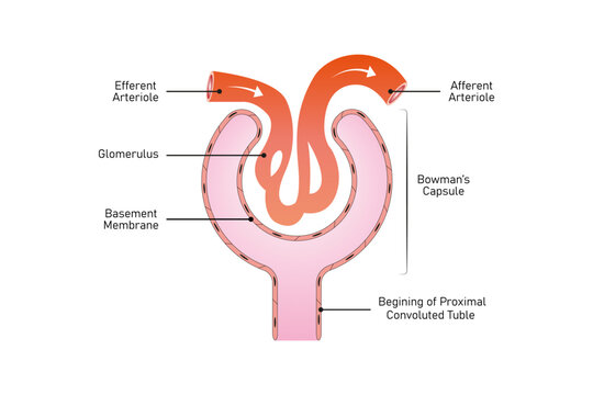 Bowman Capsule Structure Science Design. Vector Illustration.
