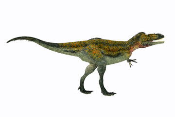 Alioramus Dinosaur Walking - Alioramus was a carnivorous theropod dinosaur that lived in Asia in the Cretaceous Period.