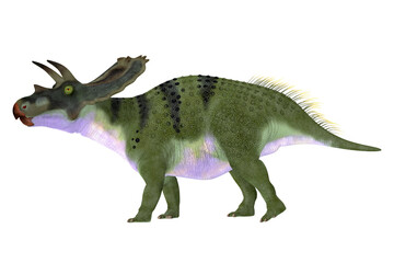 Anchiceratops Dinosaur Female - Anchiceratops ornatus was a herbivorous Ceratopsian dinosaur that lived in Alberta, Canada in the Cretaceous Period.