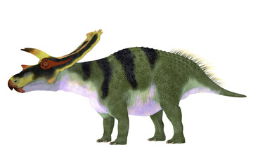 Anchiceratops Dinosaur Male - Anchiceratops ornatus was a herbivorous Ceratopsian dinosaur that lived in Alberta, Canada in the Cretaceous Period.
