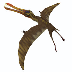Anhanguera takes Flight - Anhanguera is a genus of Pterosaur which was flying dinosaur in the Cretaceous period of Brazil.