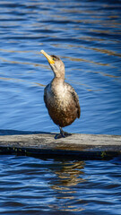 A Double-crested Cormorant standing on. piece of wood