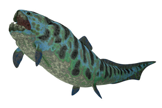 Dunkleosteus Fish - Dunkleosteus is an extinct placoderm fish that lived in seas of North America in the Devonian Period.