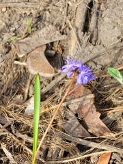Blue flowers of Siberian squill or wood squill or Scilla siberica growing up on sunny spring day. Close-up
