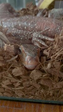 Close-up of the face of a red tegu lizard inside a terrarium.
