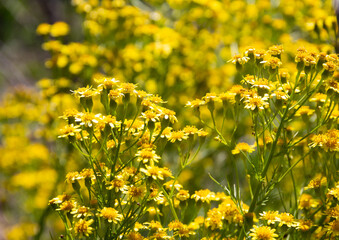 Senecio pampeanus Cabrera growing wild in the mountains of Cordoba, Argentina