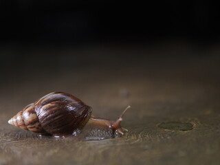 Brown-shelled snail crawling on a wet floor surface. Mollusk.