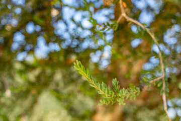 Melaleuca nesophila, showy honey-myrtle, mindiyet or pink melaleuca, is a plant in the myrtle family, Myrtaceae. Kenneth Hahn State Recreation Area, Baldwin Hills Mountains of Los Angeles, California.