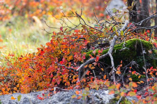 carso triestino in autunno con la fioritura dello scotano