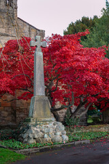 The vibrant autumn foliage of a Japanese maple tree, scientifically known as Acer palmatum, St Andrews Bothal, Northumberland