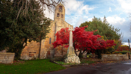 The vibrant autumn foliage of a Japanese maple tree, scientifically known as Acer palmatum, St Andrews Bothal, Northumberland
