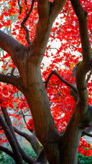 The vibrant autumn foliage of a Japanese maple tree, scientifically known as Acer palmatum, St Andrews Bothal, Northumberland