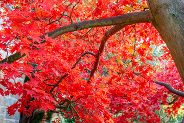 The vibrant autumn foliage of a Japanese maple tree, scientifically known as Acer palmatum, St Andrews Bothal, Northumberland