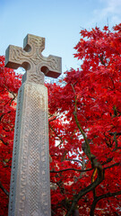 The vibrant autumn foliage of a Japanese maple tree, scientifically known as Acer palmatum, St Andrews Bothal, Northumberland
