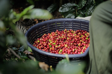 Canasto de Café Maduro