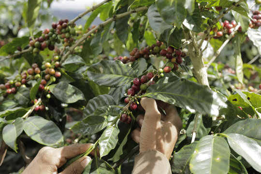 Recolecci&oacute;n del grano de caf&eacute;