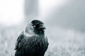 ptak kawka zwyczajna (Corvus monedula) w ujęciu portretowym © Henryk Niestrój