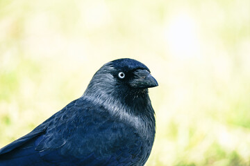 ptak kawka zwyczajna (Corvus monedula) w ujęciu portretowym