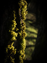 Imagen, en primer plano, de una densa capa de musgo (Bryophyta Plantae) cubriendo el tronco de un árbol a la luz de la mañana.