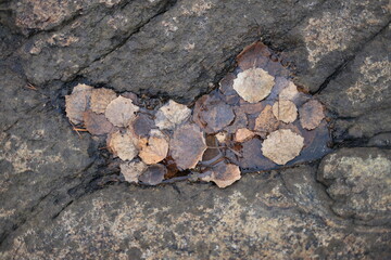 Dried, brown leaves float in a shallow pool of water nestled between rugged, dark gray rocks. Natural light highlights textures and earthy tones.