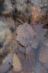 A dried, brown leaf with visible veins floats in shallow, clear water beside mossy rocks. Soft, diffused lighting highlights textures and subtle color variations in earthy tones.