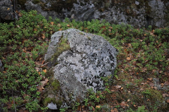 A weathered gray rock, covered in patches of green moss and lichen, sits amidst dense green shrubs and fallen brown leaves in a dim, natural forest setting.