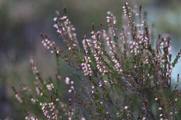 Obraz premium Delicate white and pink heather blooms on slender, dark stems against a softly blurred green and gray background, captured in soft, diffused natural light.
