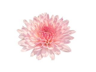 Close-up Beautiful Pink autumn flower Chrysanthemum flower head isolated on transparent background with clipping path. Floral design element for cards, invitations, posters.