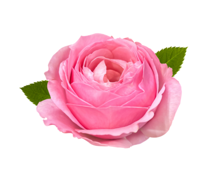 Close-up Beautiful Pink Rose isolated on transparent  background with clipping path. Floral design element for cards, invitations, posters for Valentine's Day.