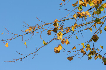 Tree Branch with Autumn Leaves Against Blue Sky