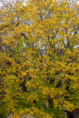 Fototapeta premium Tree with Autumn Foliage