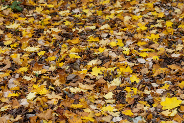Fallen Autumn Maple Leaves