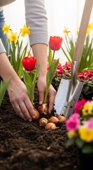 Planting Tulip Bulbs in Spring Garden with Colorful Flowers.