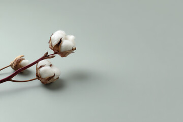 minimalist composition featuring delicate cotton branch set against soft gray background
