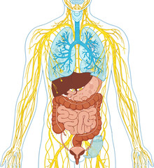 Detailed anatomical illustration of human internal organs with nervous and circulatory systems displayed on a transparent background