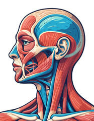 Anatomical illustration showcasing the detailed musculature and skeletal structure of the human head and neck in a realistic style with transparent