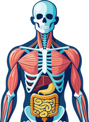 Detailed anatomical illustration of the human skeletal and muscular system highlighting internal organs with a transparent background showcasing