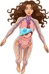 Illustration of the human body's internal anatomy with detailed organ and vascular system depiction on transparent background for educational purposes