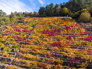 Terraced vineyards in ribeira sacra, galicia, showing rich red and yellow fall leaves under blue sky