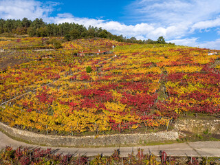 Terraced vineyards in ribeira sacra, galicia, showing rich red and yellow fall leaves under blue sky