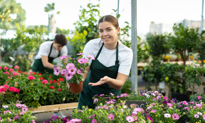 Woman shop assistant of flower shop inspects price tags on pots with young Cape daisy plants and re-evaluates goods © JackF