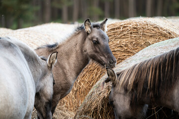 A Polish horse grazing in a forest in a herd. Selective focus.