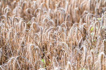 A field of grain waiting to be harvested during summer.
