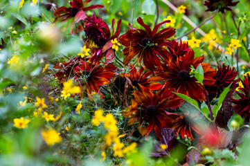 Red rudbeckia blooming in the garden in summer.