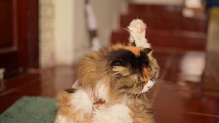 Fluffy cat grooming in cozy indoor setting, showcasing its colorful fur and playful demeanor, creates inviting atmosphere filled with charm and cuteness for pet lovers
