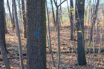 Tree trunk marked with a blue circle in a quiet autumn forest with fallen leaves covering the ground.