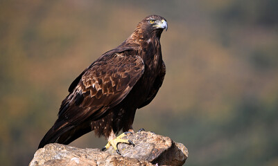 a majestic golden eagle in the mountain