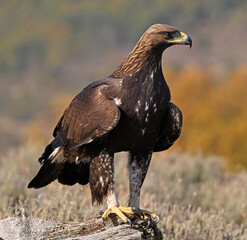 a majestic golden eagle in the mountain on spain