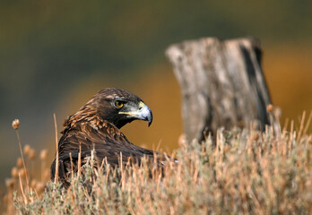 a portrait of majestic golden eagle in the mountain