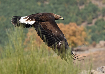 a majestic golden eagle in the mountain